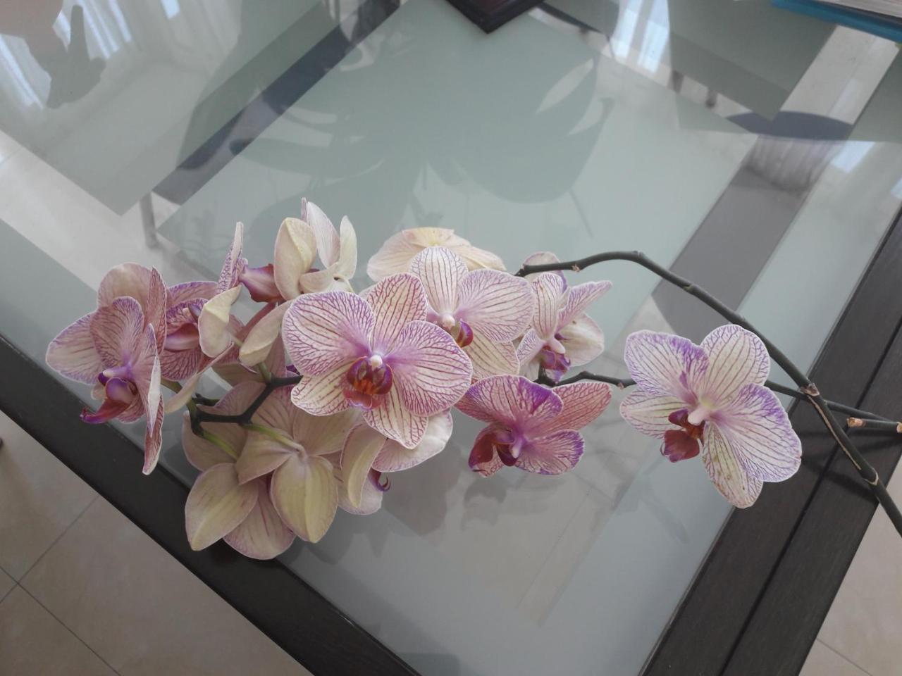 Arcadia- Gagarin Plaza 5/2 Apartment โอเดสซา ภายนอก รูปภาพ